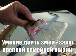 В семейных отношениях у мужика должен быть навык сбора змеиного яда, накапливаемого дражайшей половиной, либо сильный антидот в холодильнике. "Ужика в мешке" вы не встретите.