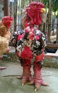 Удивительные вещи со всего мира