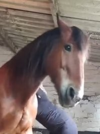 Конь аж прифигел