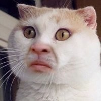 Грозный кот внезапно напал на мужчину