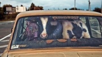 А у паренька машина ест? Тёлки любят когда их в машине катают...