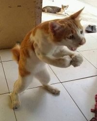 А потому что не хрен чужое добро своими грязными руками трогать!