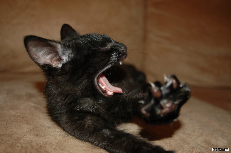 10 забавных снимков котиков, которые показали хозяевам коготки