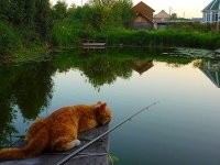 Смешная реакция кота на креветку
