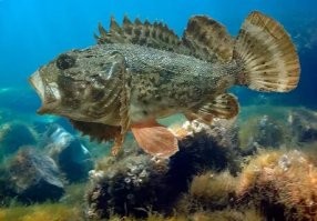 Морской ёрш? Да вы знает каков он? Это ж скорпена, ядовитая такая тварь