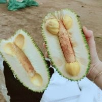 Природа тоже умеет натягивать.