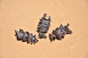 У разных акул разные яйца. У бычьей акулы например в виде спирали, а не Кошелек русалки