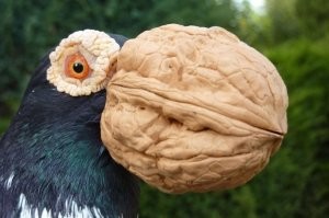 Это и есть грецкий орех, идиот.