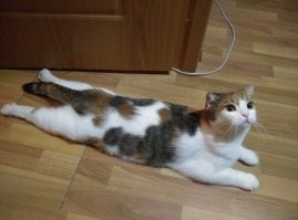 Это правда, так и есть - спасение их тушек от перегрева, а не чушь, что белки нажрались перезрелых ягод и наху#ярились до потери пульса .
У меня и собака с котом в июльско-августовскую жару также охлаждались в коридоре, где  плитка положена .
Это не мои, но в таких же позах охлаждались :