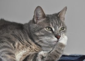 И ни одного кота. Хм.. Совпадение? Не думаю.