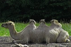 Сколько горбов будет у верблюжонка, если у одного из родителей их два, а у второго – один?