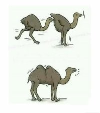 Сколько горбов будет у верблюжонка, если у одного из родителей их два, а у второго – один?