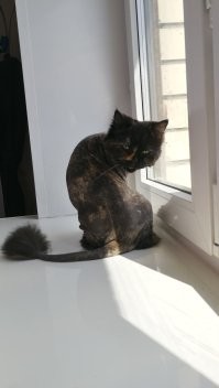 15 кошек, которые ежедневно осуждают ваш выбор