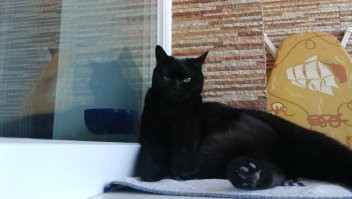 15 кошек, которые ежедневно осуждают ваш выбор