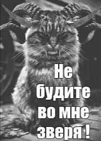 Кот отомстил обидевшей его женщине