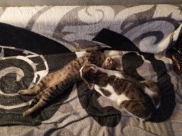 Я своих и без всяких приютов на даче приютил. Но дело бесспорно хорошее! Респект волонтёрам!