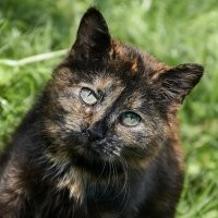 15 кошек, которые ежедневно осуждают ваш выбор