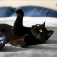 Увидел на улице, подобрал, отмыл, откормил. Милейшее создание!