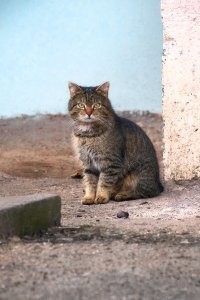 15 кошек, которые ежедневно осуждают ваш выбор