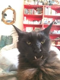 Молодец котэ! Не хрен маленьких и пушистых обижать)