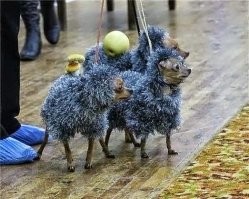 Не ищите здесь смысл. Здесь в основном маразм