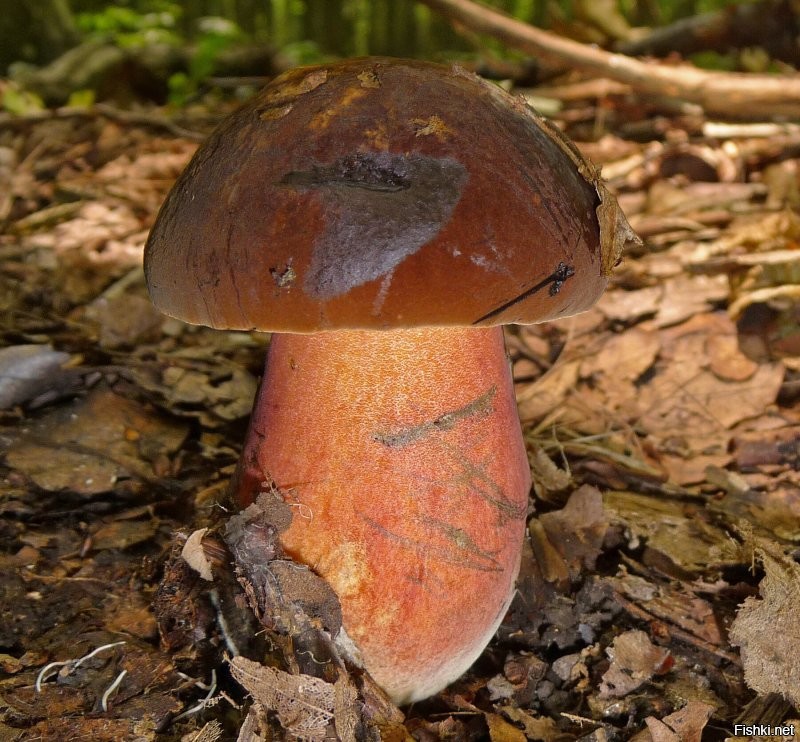 На самом деле это сатанинский гриб - вполне себе можно спутать с поддубовником. Это на фото они разные, а в лесу вполне похожие бывают.