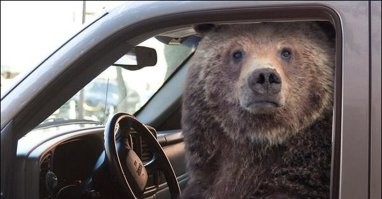 Ну, что ж.... неплохо... Если бурый решит сбить Вас грузовиком у Вас появится шанс выжить