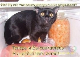 17 фотографий наглых котов, чьё первое имя — пакость