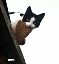 17 фотографий наглых котов, чьё первое имя — пакость