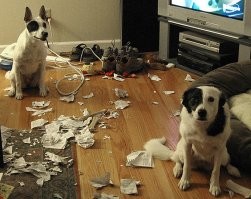 17 фотографий наглых котов, чьё первое имя — пакость