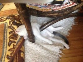 Вездеспящие котики