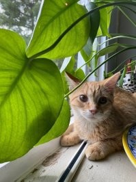 Котовсячина