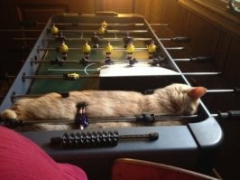 Вездеспящие котики