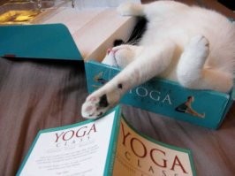 Вездеспящие котики