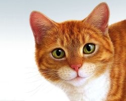 Котовсячина
