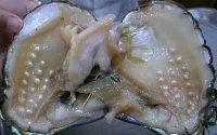 Это раковина с подсаженными ядрами для искусственного выращивания жемчуга. Поэтому тут никакого сюрприза - вряд ли она попала в ресторан...