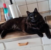 Котовсячина