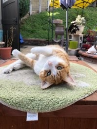 Котовсячина