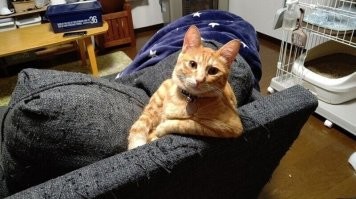 Котовсячина