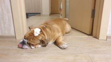 Самая упрямая собака, что у меня была! Если он решил, что будет спать тут - значит он будет спать тут)))