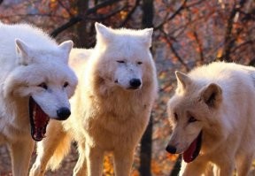 Намешалось