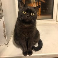 Котовсячина