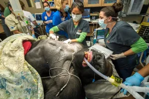 Что с Валуевым? Жить будет?!