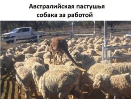Смешные и познавательные картинки