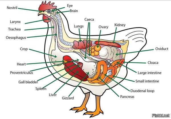 Если тебе глаза и челюсть вырвать, ты же не сдохнешь!
Посмотри где у курицы мозг, чтоб глупых вопросов не задавал.