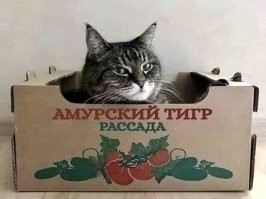Уморительные котейки, чье поведение не поддаётся объяснению