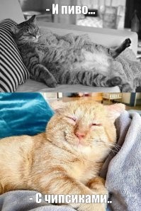 Скрины из соцсетей