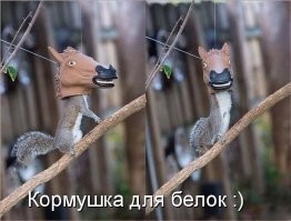 От обуви до попугайчиков: все уровни дискриминации