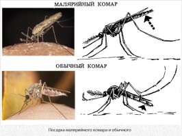 Злобная козявка, которая считается самым смертоносным созданием в мире