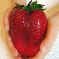 18 таких огромных вещей, что не верится в их существование